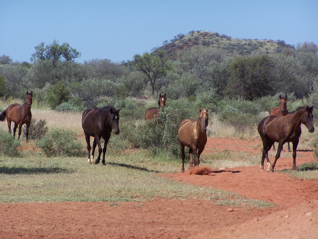 Brumbies at Eight Mile